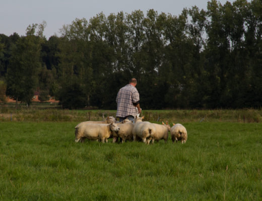 Sint-Annahof schapen boerderij Lummen 5