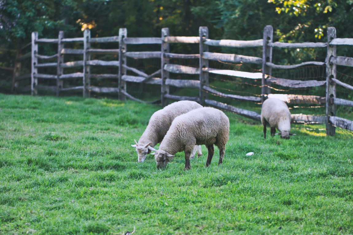 Sint-Annahof schapen boerderij Lummen 15